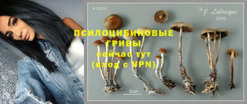 Псилоцибиновые грибы Magic Shrooms  OMG как войти  Петровск  как найти закладки 